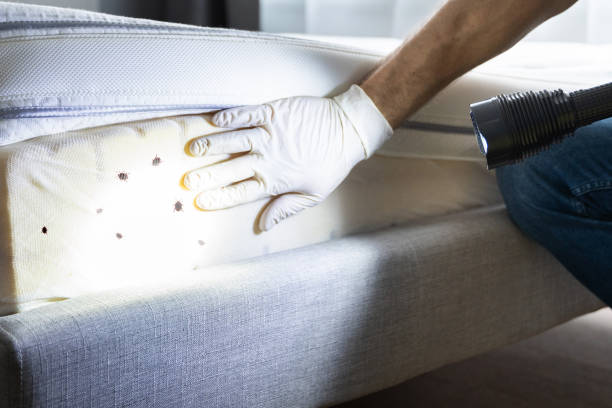Best Affordable Pest Control Services  in St Stephens, NC