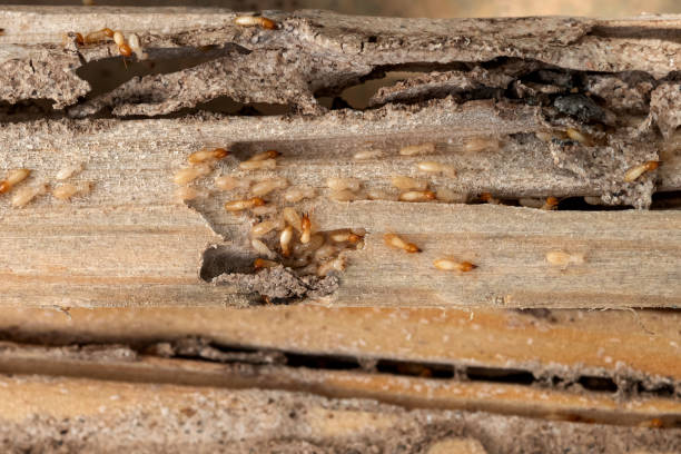 Best Insect Control  in St Stephens, NC